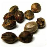Семена марихуаны АК-47  (Seeds AK-47) в Красногорске
